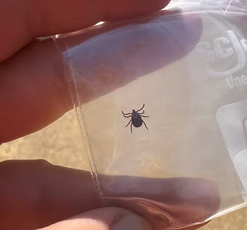 Acute Tick Bite Telemedicine Visit, Green Medicine of Wisconsin