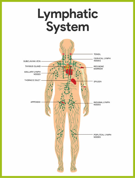 "Why You Should Consider Manual Lymphatic Drainage Massage: The Key Benefits"