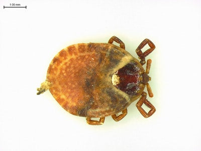 "The Ultimate Guide to Tick Prevention for Your Pets and Family: What You Need to Know"